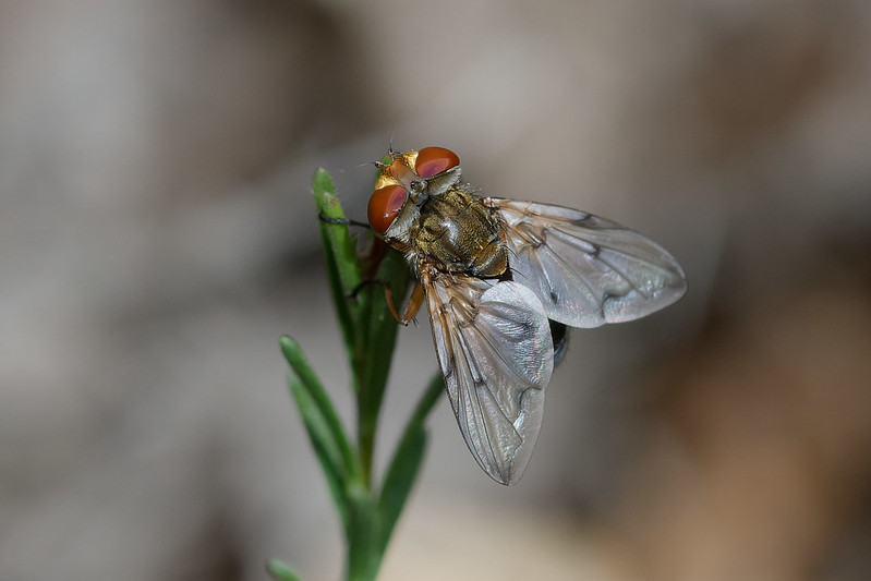 03 Ectophasia leucoptera.jpg